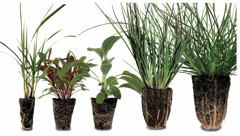 Plugs or Bare Root? Why Growers Use Both!