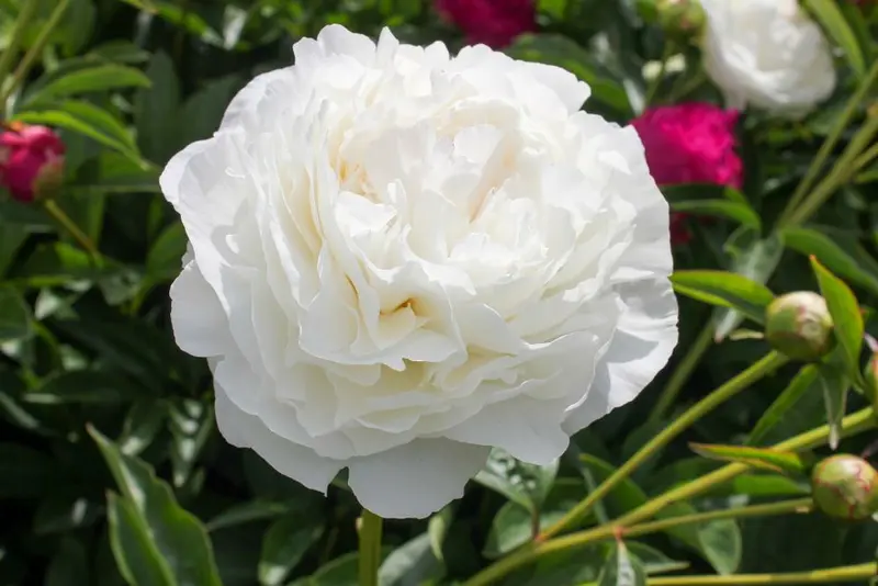 Pre-Order DeVroomen Centennial Peony