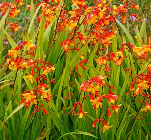Save 30% Off Our Spring Availability