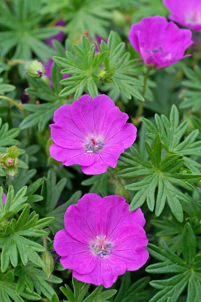 Spring is in full bloom, and now is the perfect time to stock up and save!