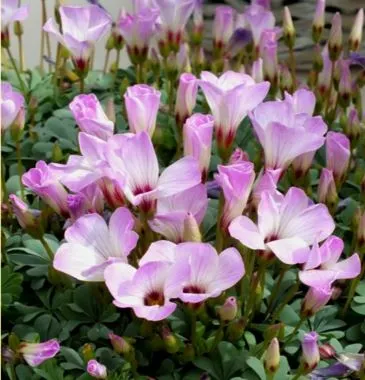 The Journey of Oxalis Adenophylla