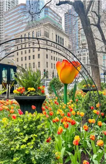 The Magnificent Mile Tulip