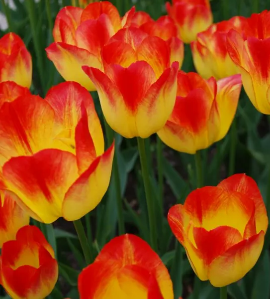 Tulips Your Customers Count On — Let’s Get Ahead of Spring
