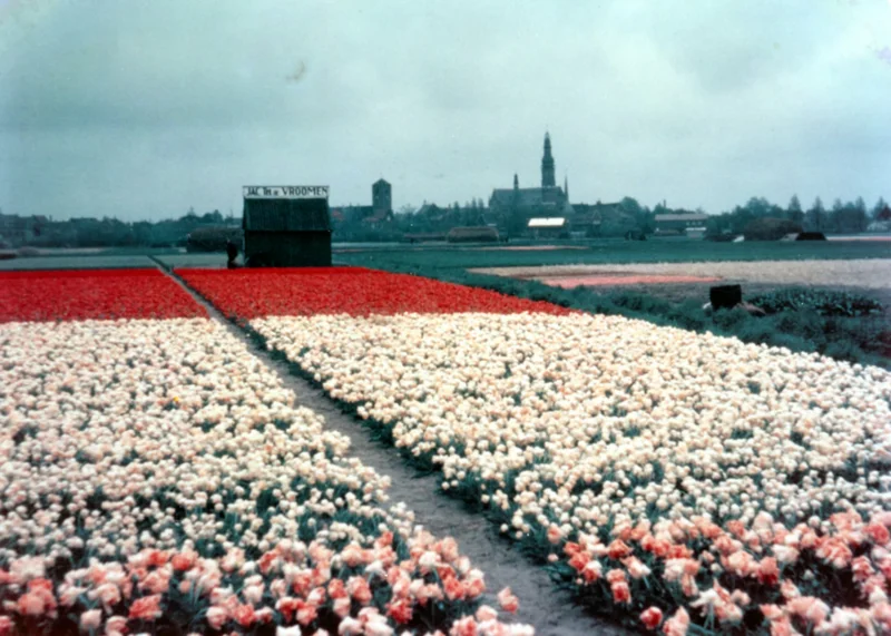 What's Happening in Holland?