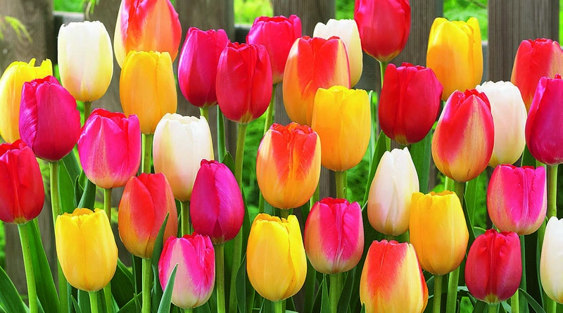 Why Are Bees Visiting Your Tulips?