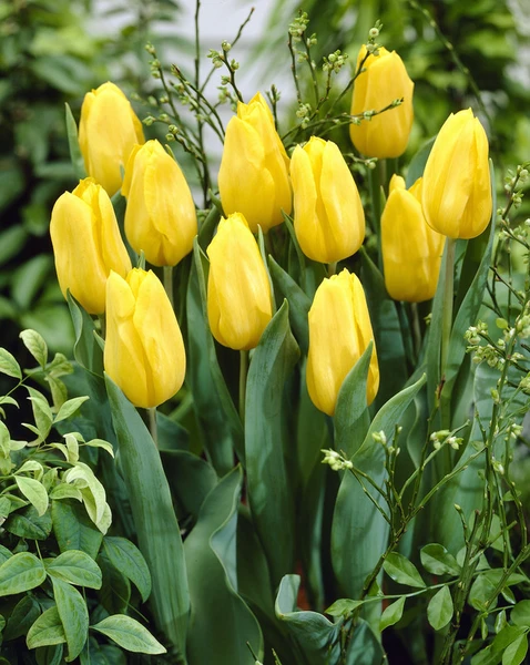 Why Are So Many Flower Bulbs Grown in Holland?