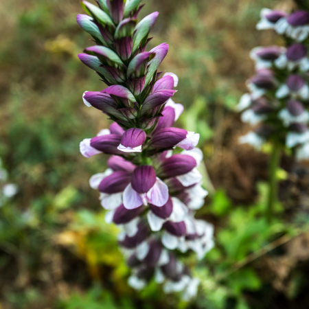 Acanthus