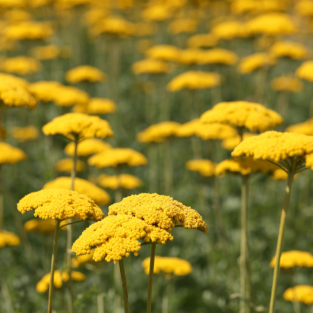 Achillea