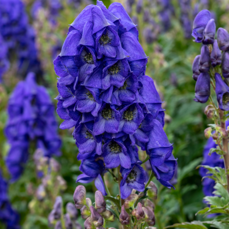 Aconitum