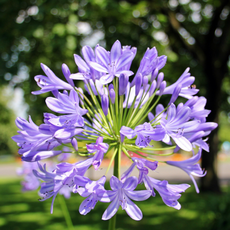 Agapanthus