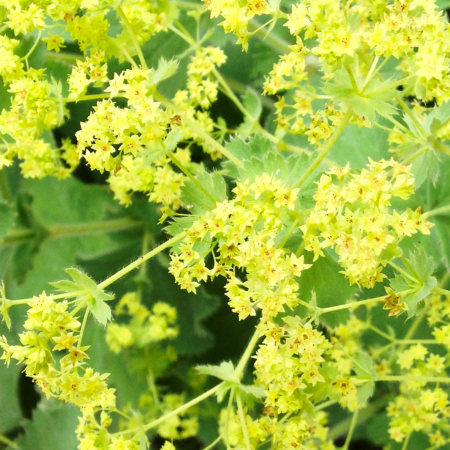 Alchemilla