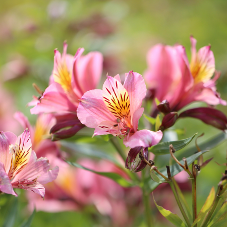 Alstroemeria