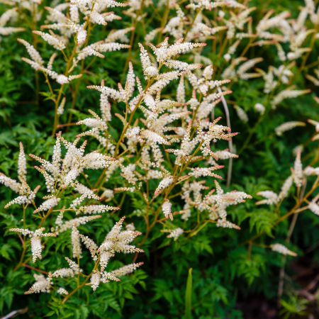 Aruncus