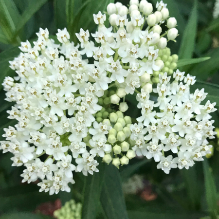 Asclepias