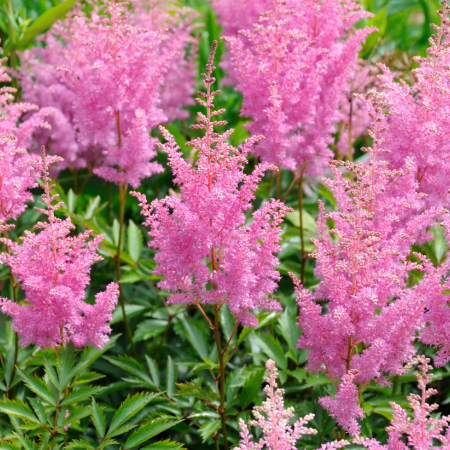 Astilbe