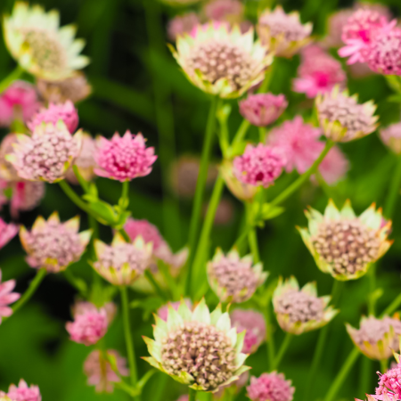 Astrantia