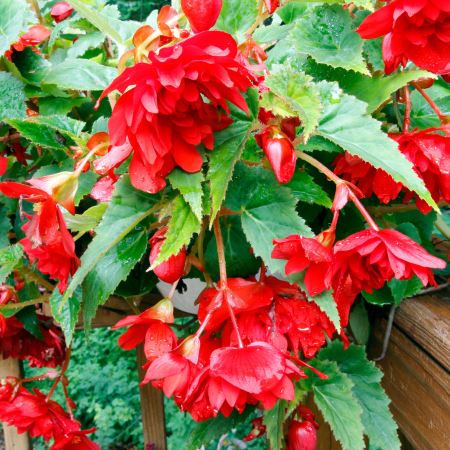 Begonia
