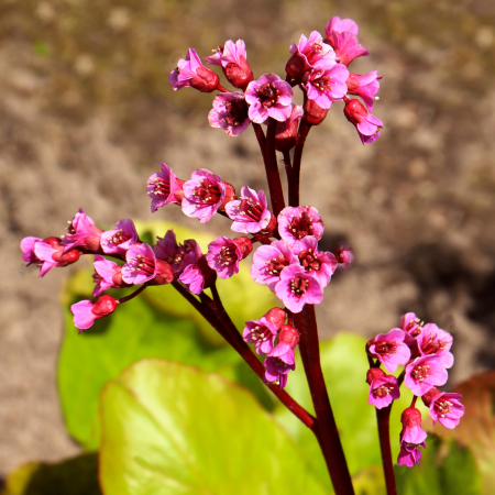 Bergenia