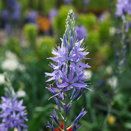 Camassia