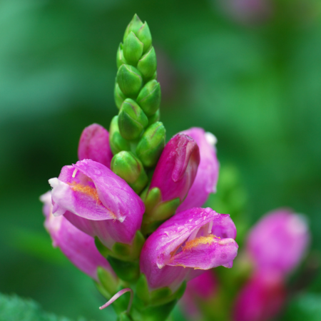 Chelone