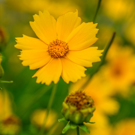 Coreopsis
