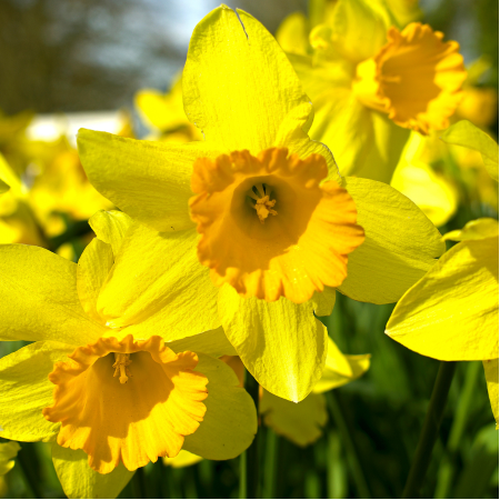 Daffodils