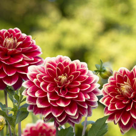 Dahlia