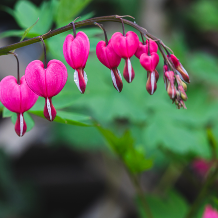 Dicentra