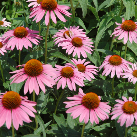 Echinacea