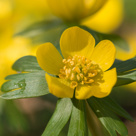 Eranthis