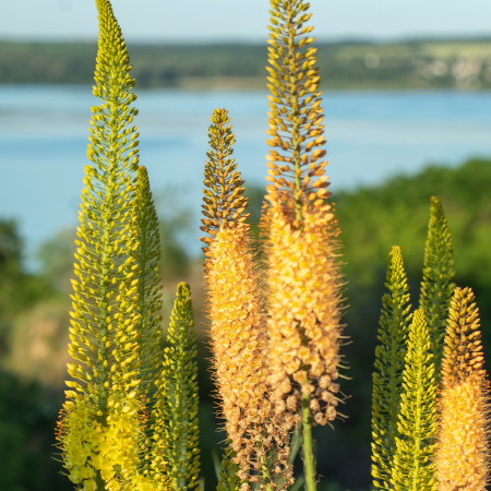 Eremurus