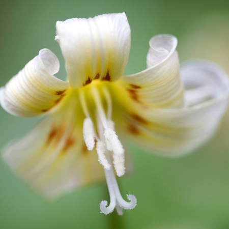 Erythronium