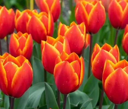 Fall Bulbs & Bare Roots