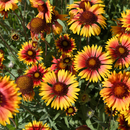 Helenium