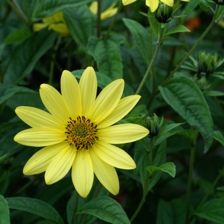 Helianthus