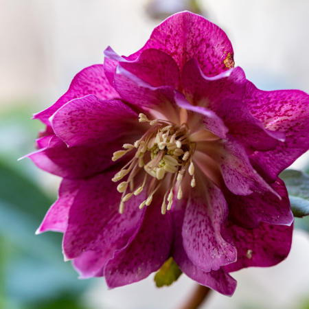 Helleborus