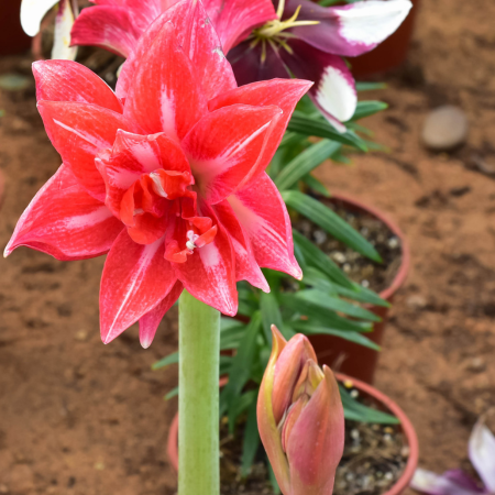 Hippeastrum