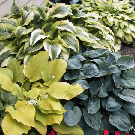 Hosta