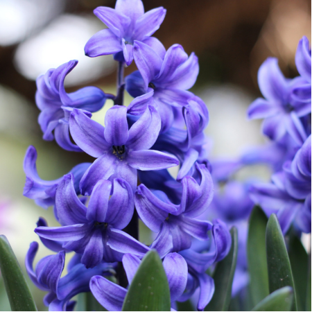 Hyacinth