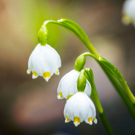 Leucojum