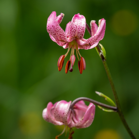 Lilium