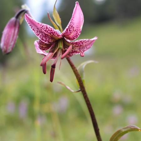 Lilium