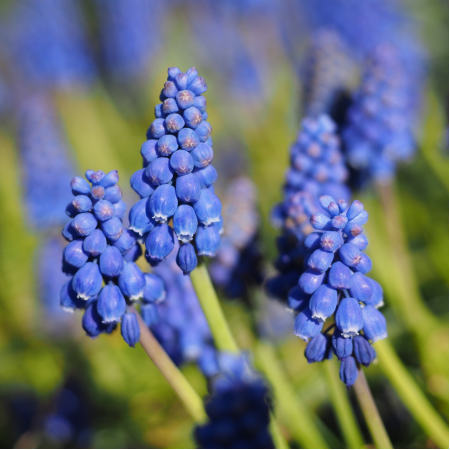 Muscari