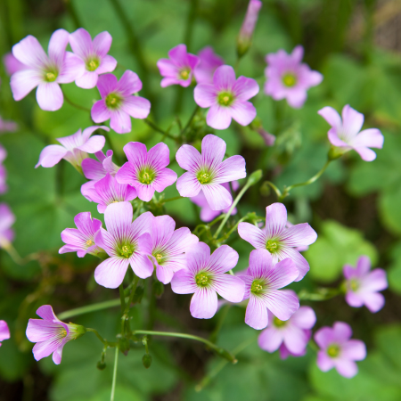 Oxalis