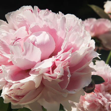 Paeony