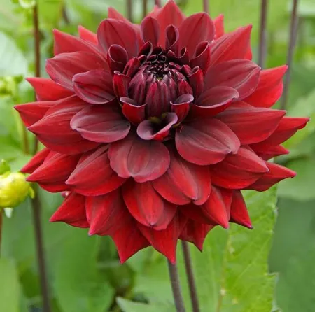 Spring Bulbs & Bare Roots