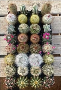 2.5" Cactus Assortment | 32 pcs