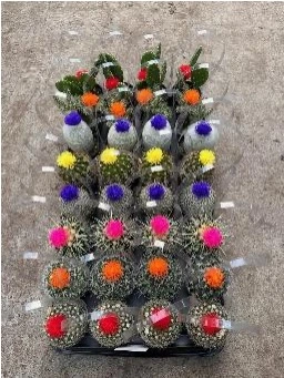 2.5" Cactus with Strawflower | 32 pcs
