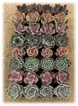 2.5" Echeveria Collection | 32 pcs