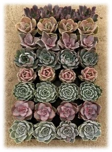 2.5" Echeveria Collection | 32 pcs